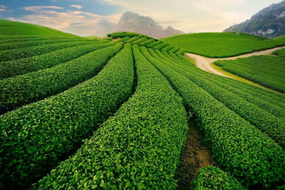 Đồi chè Cầu Đất là thiên đường xanh ngát với những luống chè trải dài bất tận